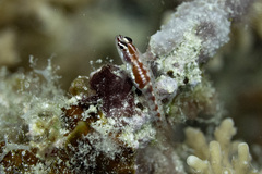 Eviota sigillata