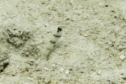 Steinitz' prawn-goby (Amblyeleotris steinitzi) — Gobiidae — 3