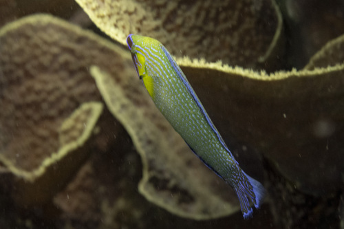 Richmond's wrasse (Halichoeres richmondi) — Labridae — 3