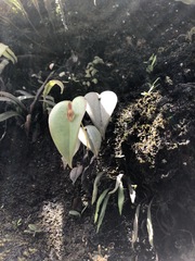 Pleurothallis matudana