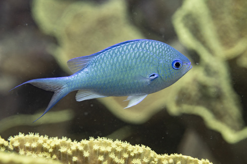 Black -axil chromis (Chromis atripectoralis) — Pomacentridae — 4