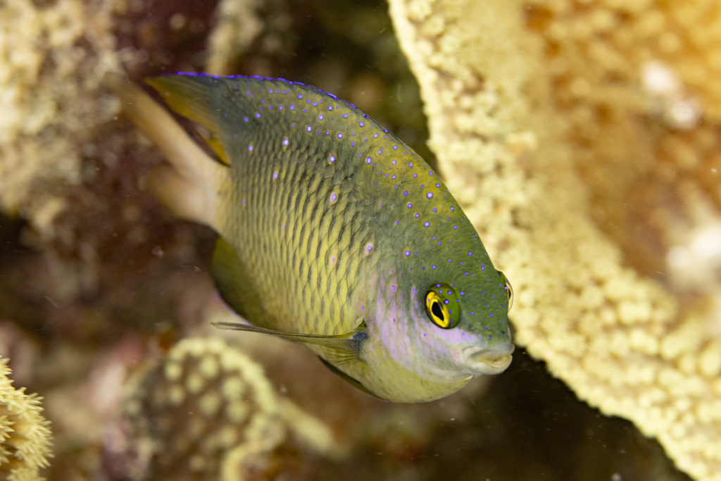 Jewel Damsel