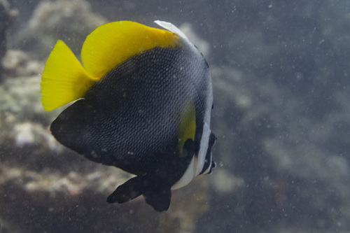 Singuliere wimpelvis (Heniochus singularius) — Chaetodontidae — 3