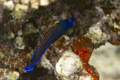 Coral beauty (Centropyge bispinosa) — Pomacanthidae