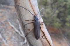 Phoracantha odewahnii