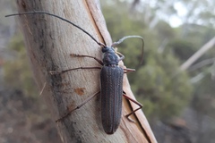 Phoracantha odewahnii