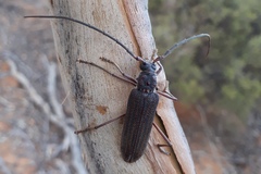 Phoracantha odewahnii