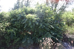 Phyllanthus acidus