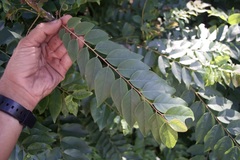 Phyllanthus acidus