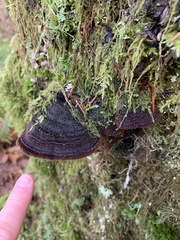 Porodaedalea
