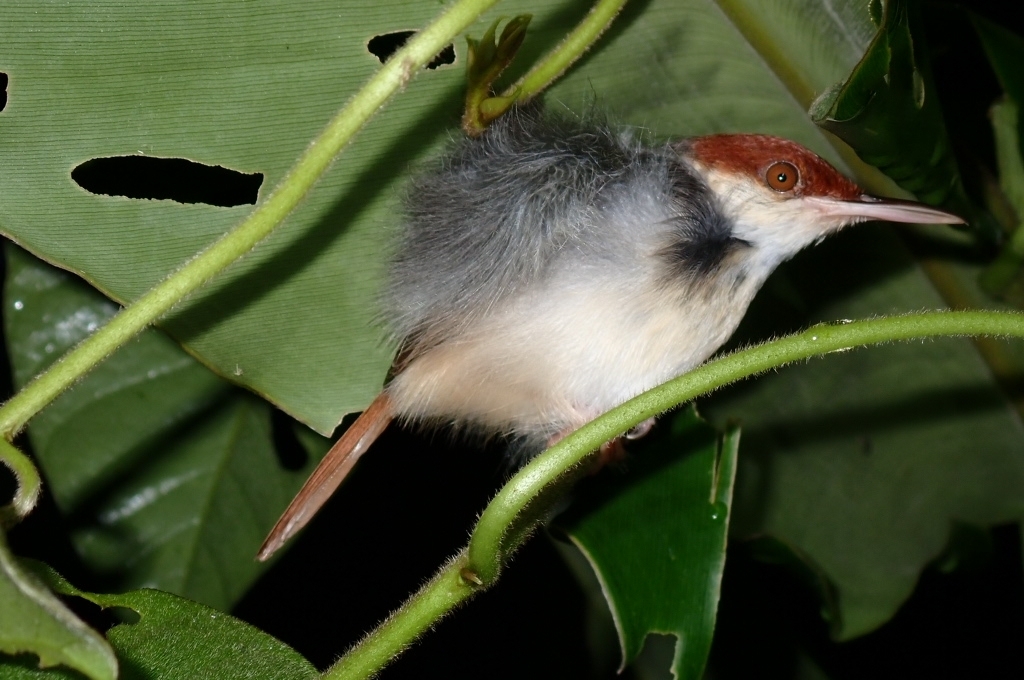 Cinenen merah (Orthotomus sericeus)