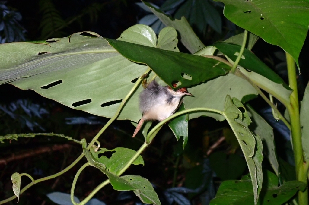 Rufous-tailed Tailorbird (Orthotomus sericeus)