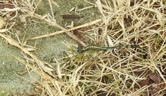 Diplacodes trivialis