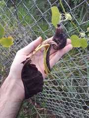 Aristolochia galeata