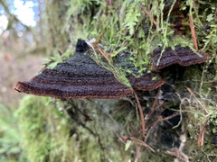 Porodaedalea