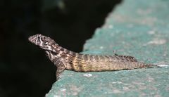 Leiocephalus carinatus