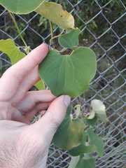 Aristolochia galeata