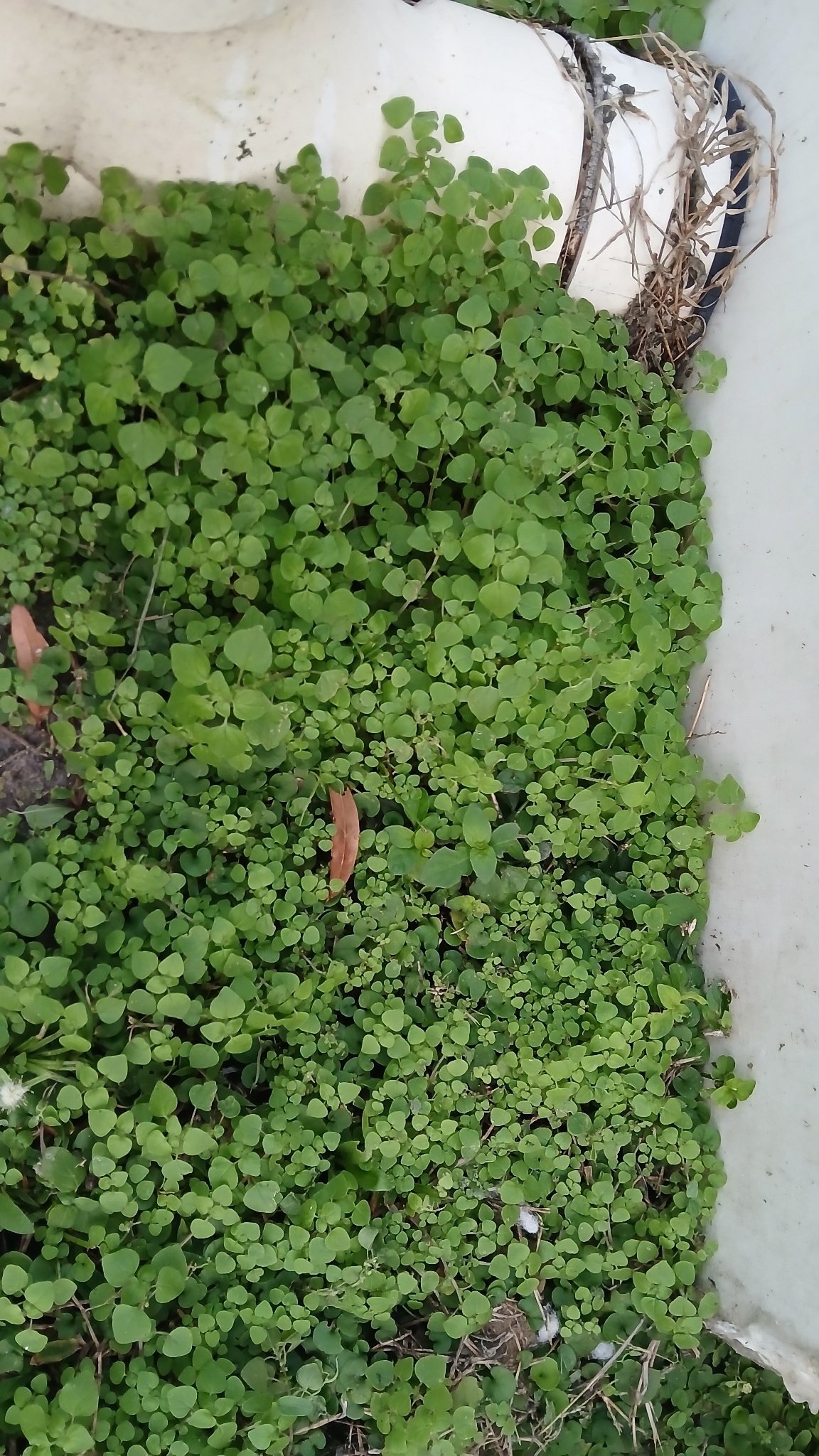 Imagem de Erva-pepino