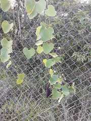 Aristolochia galeata