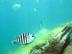 Abudefduf bengalensis