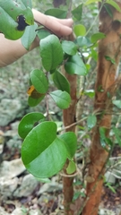 Myrcianthes fragrans