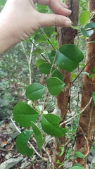 Myrcianthes fragrans