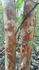 Myrcianthes fragrans