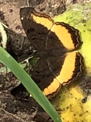 Eurytela dryope