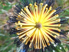 Banksia neoanglica