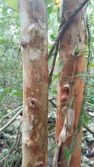Myrcianthes fragrans