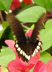Papilio polytes
