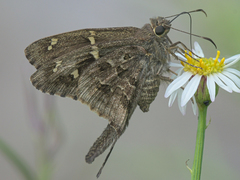 Thorybes dorantes calafia