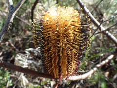 Banksia neoanglica
