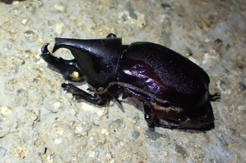 Xylotrupes sumatrensis