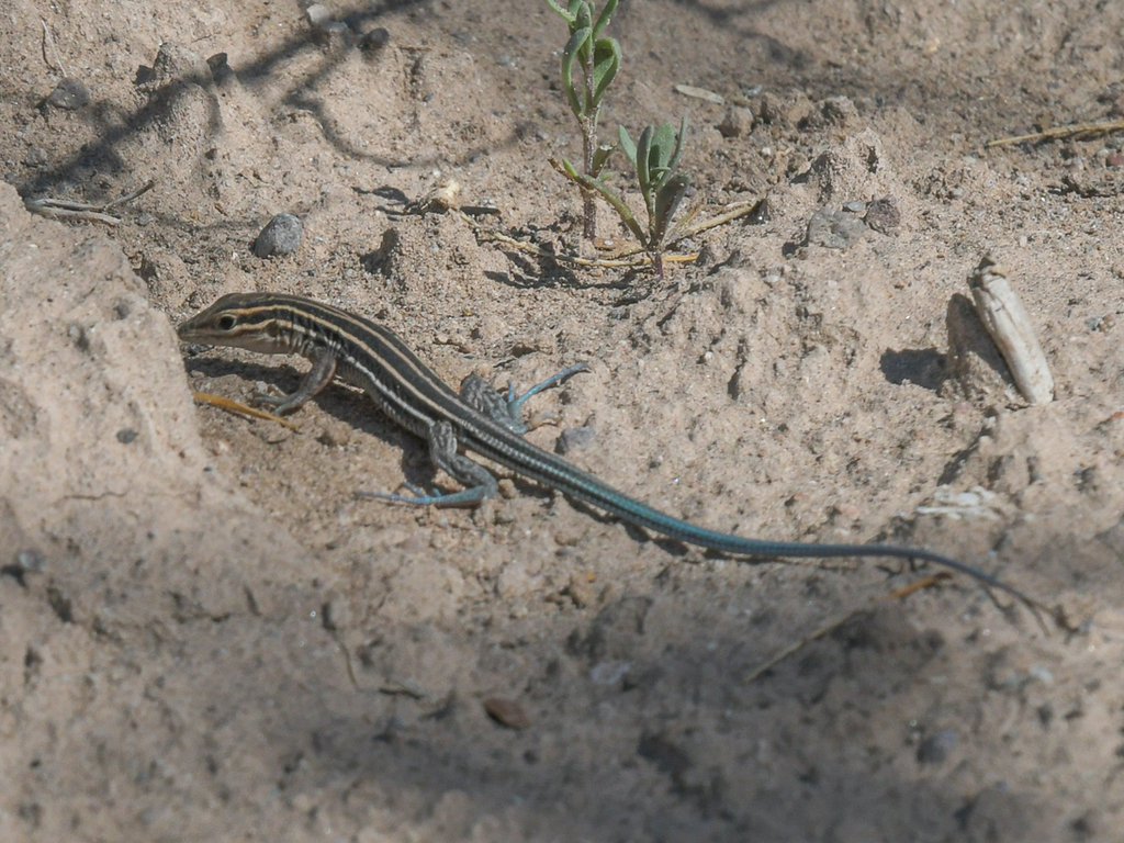 Orange-throated Whiptail from Loreto, Baja California Sur, Mexico on ...