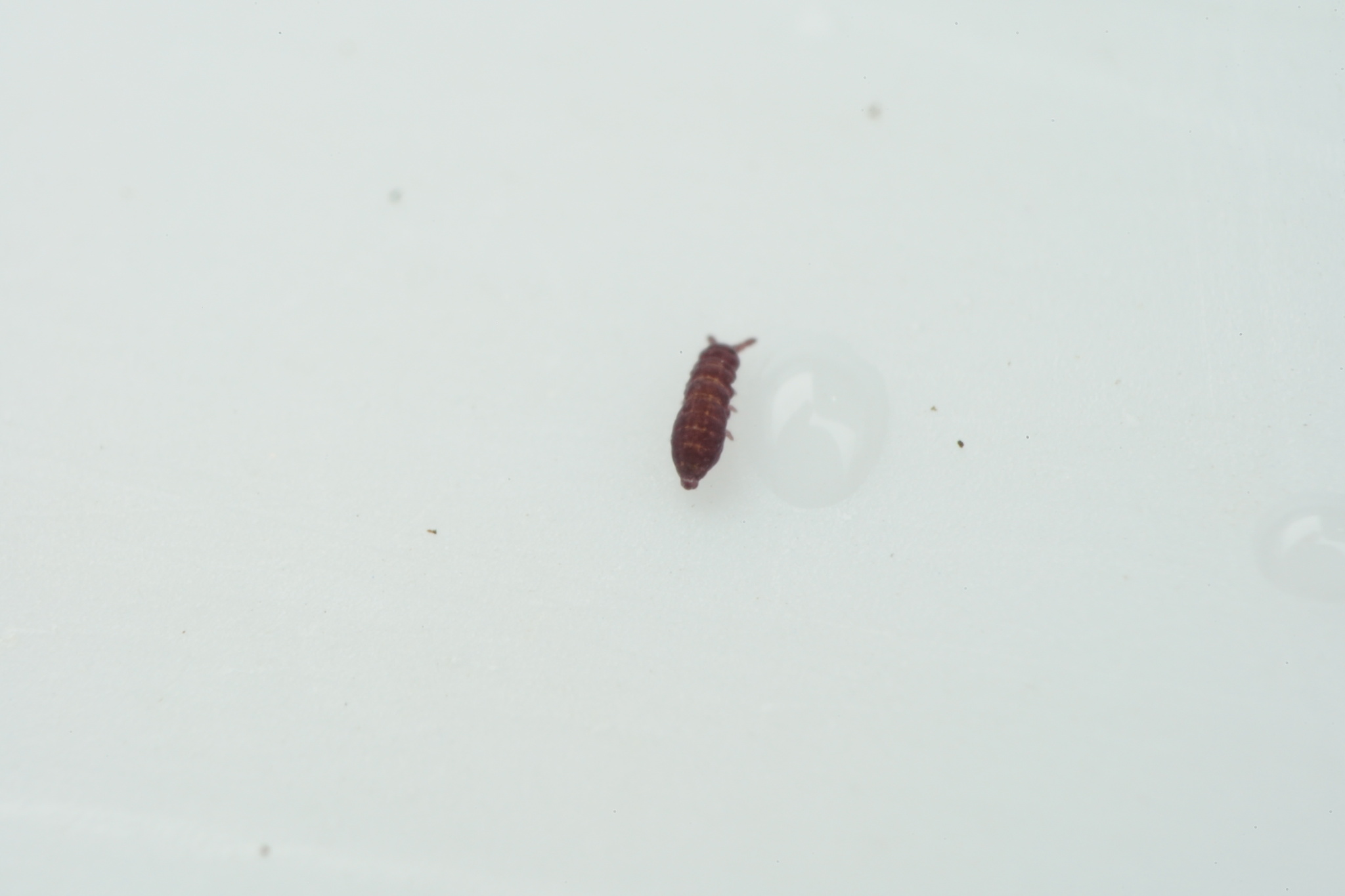 Brachystomella parvula (Schäffer, 1896)