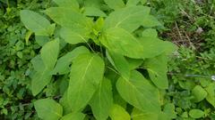 Collinsonia canadensis