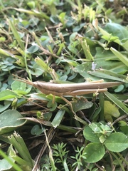 Leptysma marginicollis