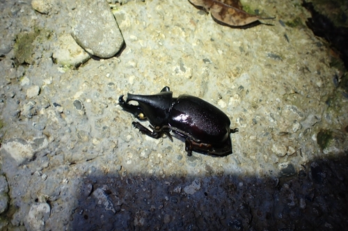 Xylotrupes sumatrensis