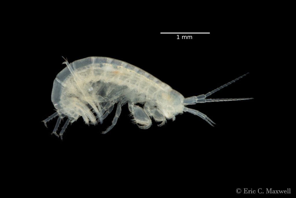 Mammoth Cave Amphipod
