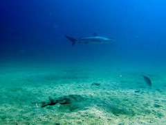 Carcharhinus obscurus