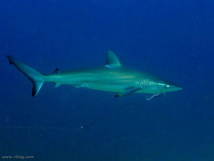 Carcharhinus obscurus
