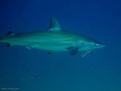 Carcharhinus obscurus