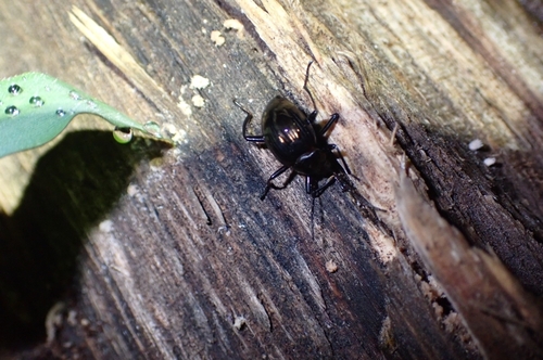 Amarygmus Dalman, 1823