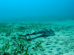 Halophila ovalis