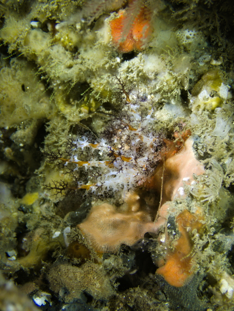 Black-and-orange Sea Cucumber
