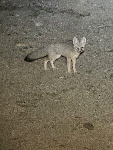 Kit Fox observed by scaphco