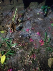 Lethocerus annulipes