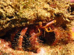 Dardanus crassimanus