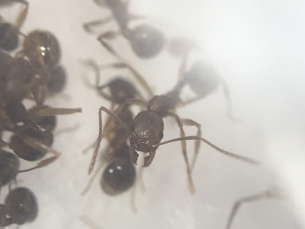 Deep South Collared Ant